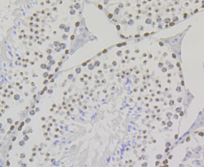 Paraformaldehyde-fixed and paraffin-embedded Mouse Testis tissue incubated with SUV39H2 (2B10) Monoclonal Antibody (bsm-54372R) at 1:100, overnight at 4°C, followed by a conjugated secondary antibody and DAB staining. Counterstained with hematoxylin.