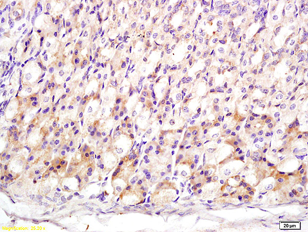 Formalin-fixed and paraffin embedded mouse stomach labeled with Anti-MT3\/Metallothionein 3 Polyclonal Antibody, Unconjugated (bs-4940R) at 1:200 followed by conjugation to the secondary antibody and DAB staining