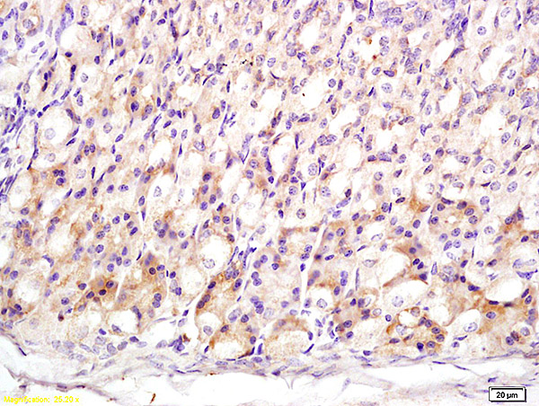 Formalin-fixed and paraffin embedded mouse stomach labeled with Anti-MT3/Metallothionein 3 Polyclonal Antibody, Unconjugated (bs-4940R) at 1:200 followed by conjugation to the secondary antibody and DAB staining