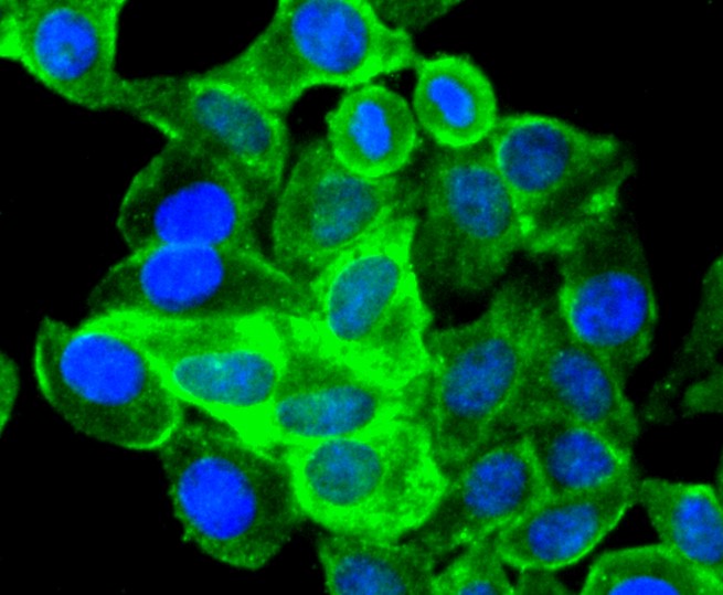 IF(ICC) staining with SOX10 (9A44) Monoclonal Antibody (bsm-52642R) at 1:300 in HepG2 cells (green). The nuclear counterstain is DAPI (blue). Cells were fixed in paraformaldehyde, permeabilized with 0.25% Triton X100/PBS.