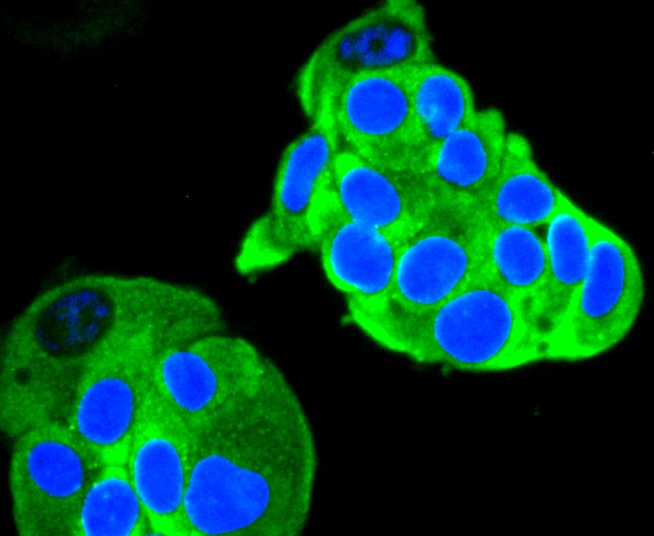 IF(ICC) staining with Ret (4C3) Monoclonal Antibody (bsm-52650R) at 1:300 in MCF-7 cells (green). The nuclear counterstain is DAPI (blue). Cells were fixed in paraformaldehyde, permeabilized with 0.25% Triton X100/PBS.