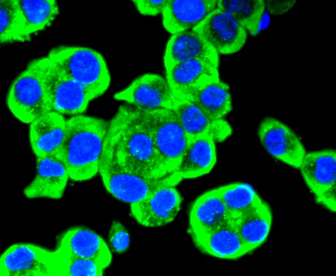 IF(ICC) staining with Ret (4C3) Monoclonal Antibody (bsm-52650R) at 1:300 in SW480 cells (green). The nuclear counterstain is DAPI (blue). Cells were fixed in paraformaldehyde, permeabilized with 0.25% Triton X100/PBS.