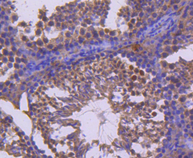 Paraformaldehyde-fixed and paraffin-embedded Mouse testis tissue incubated with Ret (4C3) Monoclonal Antibody (bsm-52650R) at 1:100, overnight at 4°C, followed by a conjugated secondary antibody and DAB staining. Counterstained with hematoxylin.