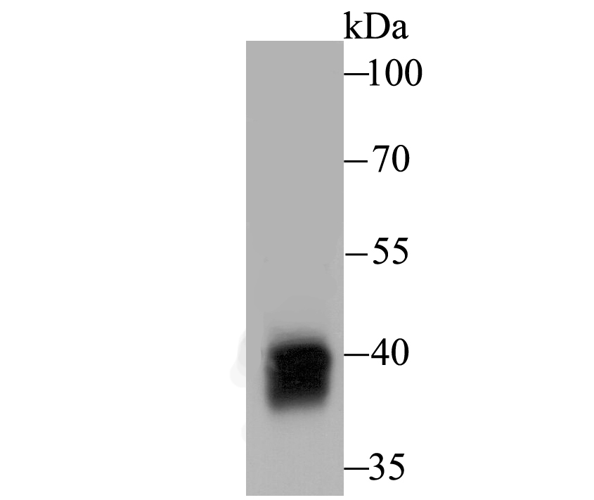 Lane 1: Rat Liver; Probed with ADH1A (2G4) Monoclonal Antibody (bsm-54396R) at 1:1000, overnight at 4°C followed by a conjugated secondary antibody for 60 minutes at 37°C.