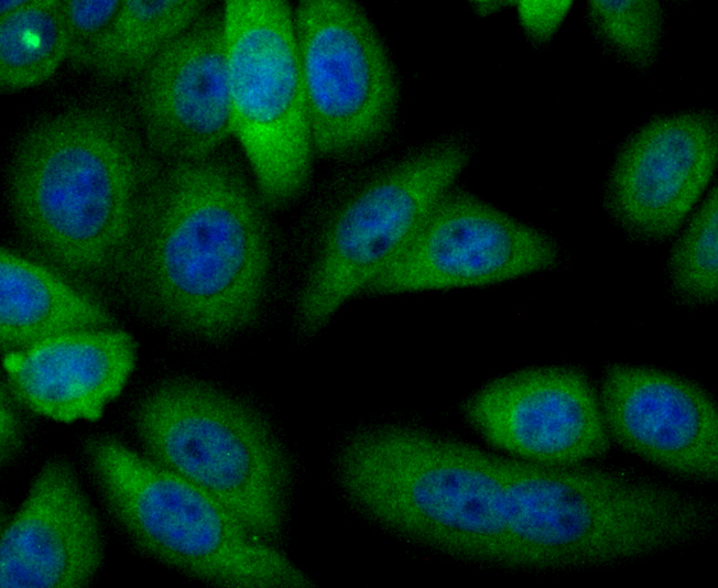 IF(ICC) staining with ADH1A (2G4) Monoclonal Antibody (bsm-54396R) at 1:100 in HepG2 cells (green). The nuclear counterstain is DAPI (blue). Cells were fixed in paraformaldehyde, permeabilized with 0.25% Triton X100/PBS.
