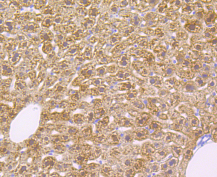Paraformaldehyde-fixed and paraffin-embedded Mouse Liver tissue incubated with ADH1A (2G4) Monoclonal Antibody (bsm-54396R) at 1:100, overnight at 4°C, followed by a conjugated secondary antibody and DAB staining. Counterstained with hematoxylin.