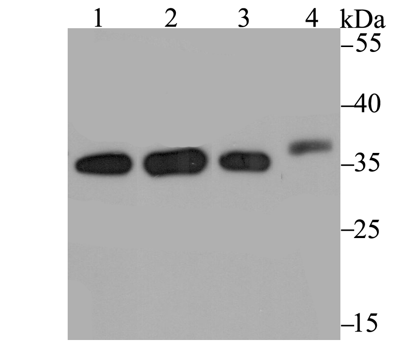 Stub1 8a11 Monoclonal Antibody Bioss