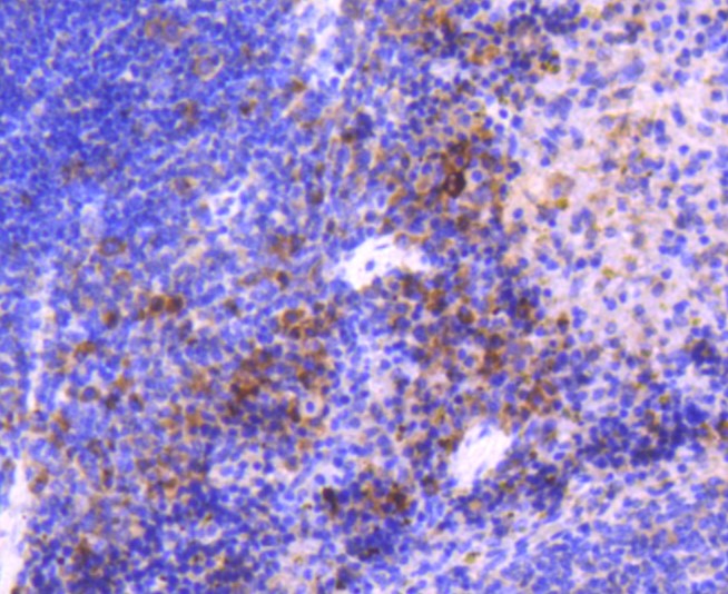 Paraformaldehyde-fixed and paraffin-embedded Mouse spleen tissue incubated with MEK3 (4C1) Monoclonal Antibody (bsm-52658R) at 1:100, overnight at 4°C, followed by a conjugated secondary antibody and DAB staining. Counterstained with hematoxylin.