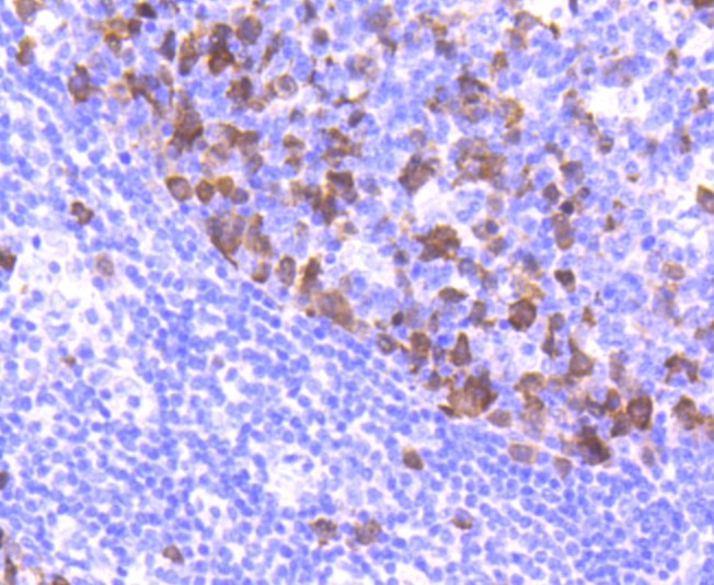 Paraformaldehyde-fixed and paraffin-embedded Human tonsil tissue incubated with Cyclin A2 (2C2) Monoclonal Antibody (bsm-52660R) at 1:100, overnight at 4°C, followed by a conjugated secondary antibody and DAB staining. Counterstained with hematoxylin.