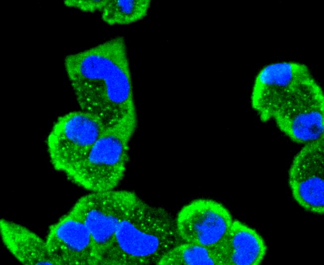 IF(ICC) staining with MEK5 (5C6) Monoclonal Antibody (bsm-52665R) at 1:100 in HeLa cells (green). The nuclear counterstain is DAPI (blue). Cells were fixed in paraformaldehyde, permeabilized with 0.25% Triton X100/PBS.