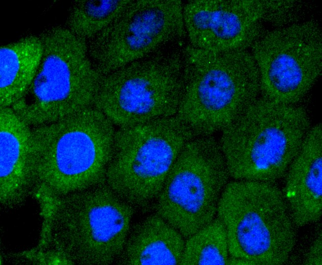 IF(ICC) staining with MEK5 (5C6) Monoclonal Antibody (bsm-52665R) at 1:100 in A431 cells (green). The nuclear counterstain is DAPI (blue). Cells were fixed in paraformaldehyde, permeabilized with 0.25% Triton X100/PBS.