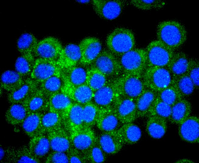 IF(ICC) staining with ATF4 (9C3) Monoclonal Antibody (bsm-52667R) at 1:100 in N2A cells (green). The nuclear counterstain is DAPI (blue). Cells were fixed in paraformaldehyde, permeabilized with 0.25% Triton X100/PBS.