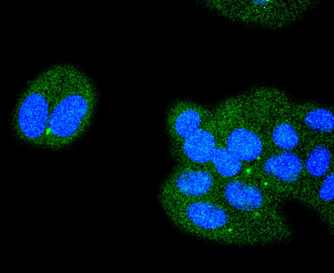 IF(ICC) staining with ATF4 (9C3) Monoclonal Antibody (bsm-52667R) at 1:100 in MCF-7 cells (green). The nuclear counterstain is DAPI (blue). Cells were fixed in paraformaldehyde, permeabilized with 0.25% Triton X100/PBS.