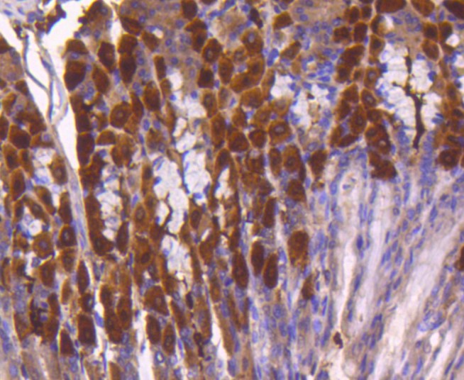 Paraformaldehyde-fixed and paraffin-embedded Mouse stomach tissue incubated with ATF5 (7C4) Monoclonal Antibody (bsm-52668R) at 1:100, overnight at 4°C, followed by a conjugated secondary antibody and DAB staining. Counterstained with hematoxylin.
