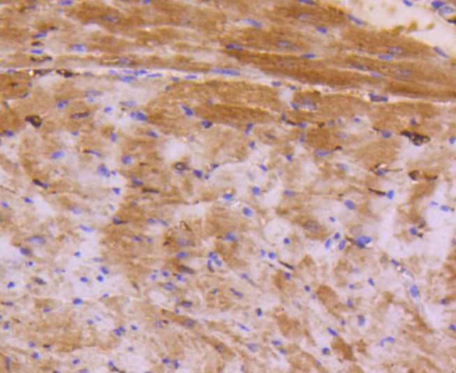 Paraformaldehyde-fixed and paraffin-embedded Mouse heart tissue incubated with ATF5 (7C4) Monoclonal Antibody (bsm-52668R) at 1:100, overnight at 4°C, followed by a conjugated secondary antibody and DAB staining. Counterstained with hematoxylin.