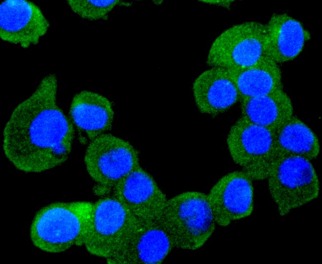IF(ICC) staining with RUNX1+RUNX2+RUNX3 (1C3) Monoclonal Antibody (bsm-52674R) at 1:100 in N2A cells (green). The nuclear counterstain is DAPI (blue). Cells were fixed in paraformaldehyde, permeabilized with 0.25% Triton X100/PBS.