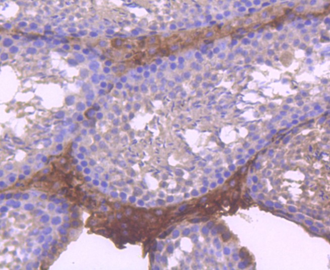 Paraformaldehyde-fixed and paraffin-embedded Mouse testis tissue incubated with RUNX1+RUNX2+RUNX3 (1C3) Monoclonal Antibody (bsm-52674R) at 1:100, overnight at 4°C, followed by a conjugated secondary antibody and DAB staining. Counterstained with hematoxylin.