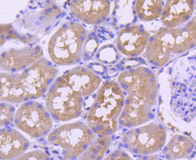 Paraformaldehyde-fixed and paraffin-embedded Human kidney tissue incubated with TRAF2 (9C2) Monoclonal Antibody (bsm-52675R) at 1:100, overnight at 4°C, followed by a conjugated secondary antibody and DAB staining. Counterstained with hematoxylin.