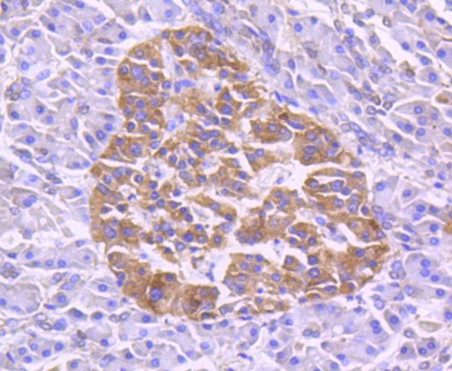 Paraformaldehyde-fixed and paraffin-embedded Human pancreas tissue incubated with TRAF2 (9C2) Monoclonal Antibody (bsm-52675R) at 1:100, overnight at 4°C, followed by a conjugated secondary antibody and DAB staining. Counterstained with hematoxylin.