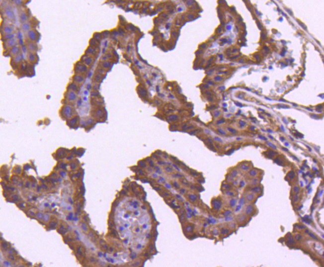Paraformaldehyde-fixed and paraffin-embedded Mouse placenta tissue incubated with TRAF2 (9C2) Monoclonal Antibody (bsm-52675R) at 1:100, overnight at 4°C, followed by a conjugated secondary antibody and DAB staining. Counterstained with hematoxylin.