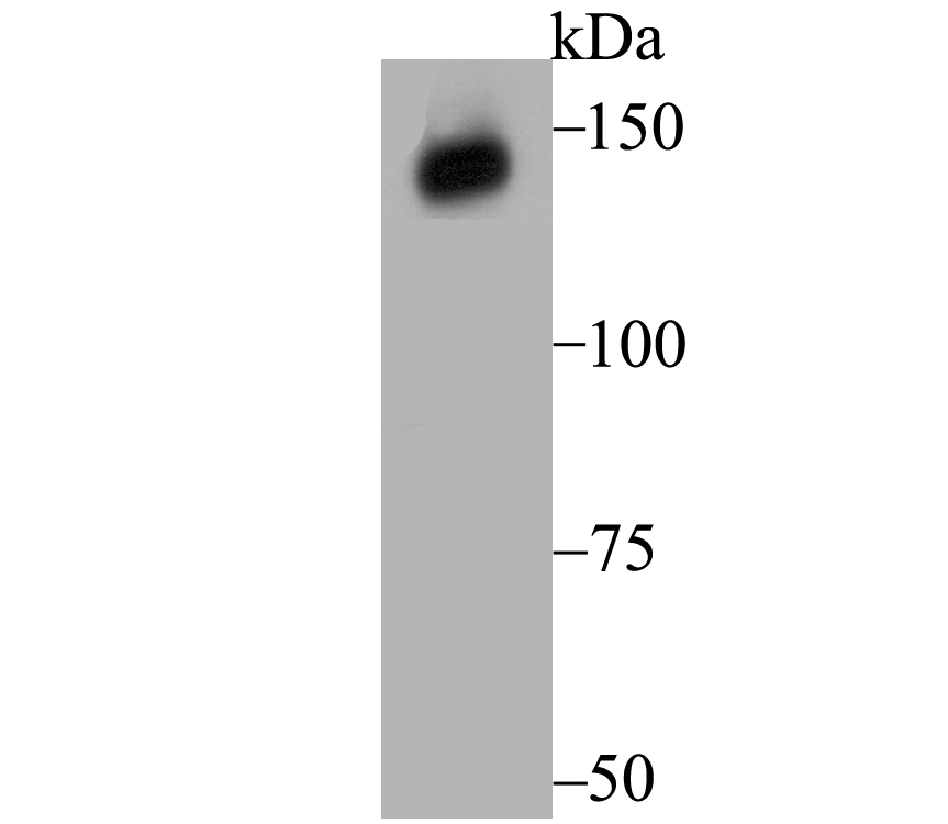 Lane 1: Human Kidney; Probed with Xanthine Oxidase (2D9) Monoclonal Antibody (bsm-54401R) at 1:1000, overnight at 4°C followed by a conjugated secondary antibody for 60 minutes at 37°C.