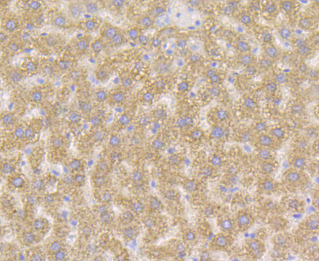 Paraformaldehyde-fixed and paraffin-embedded Rat Liver tissue incubated with Xanthine Oxidase (2D9) Monoclonal Antibody (bsm-54401R) at 1:100, overnight at 4°C, followed by a conjugated secondary antibody and DAB staining. Counterstained with hematoxylin. Paraformaldehyde-fixed and paraffin-embedded Rat Liver tissue incubated with Xanthine Oxidase (2D9) Monoclonal Antibody (bsm-54401R) at 1:100, overnight at 4°C, followed by a conjugated secondary antibody and DAB staining. Counterstained with hematoxylin.