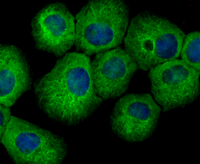 IF(ICC) staining with UPF1 (9A3) Monoclonal Antibody (bsm-54402R) at 1:100 in A431 cells (green). The nuclear counterstain is DAPI (blue). Cells were fixed in paraformaldehyde, permeabilized with 0.25% Triton X100/PBS.