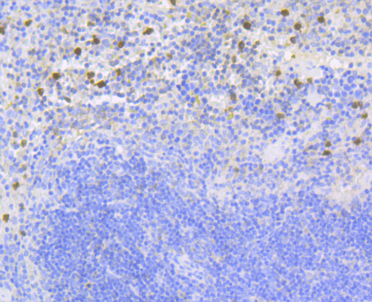 Paraformaldehyde-fixed and paraffin-embedded Mouse Spleen tissue incubated with NCF2 (3A1) Monoclonal Antibody (bsm-54404R) at 1:100, overnight at 4°C, followed by a conjugated secondary antibody and DAB staining. Counterstained with hematoxylin.