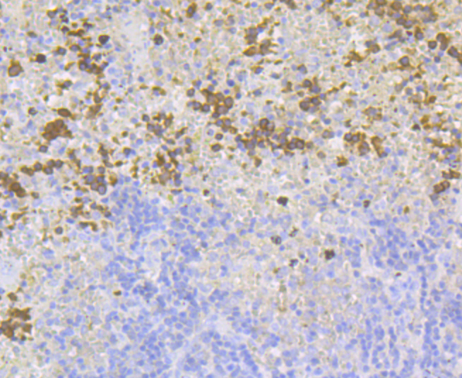 Paraformaldehyde-fixed and paraffin-embedded Mouse Spleen tissue incubated with Carbonic Anhydrase I (2H4) Monoclonal Antibody (bsm-54409R) at 1:100, overnight at 4°C, followed by a conjugated secondary antibody and DAB staining. Counterstained with hematoxylin.