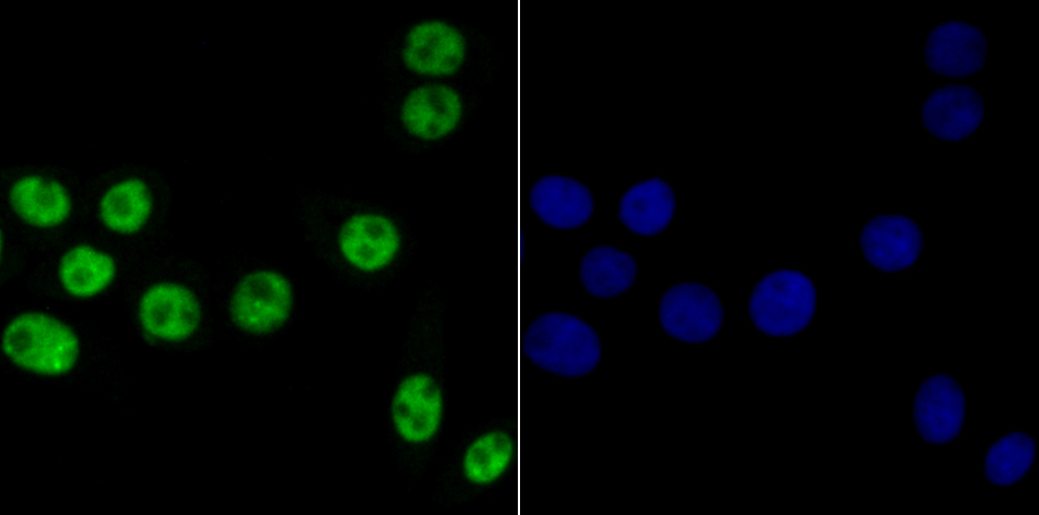 IF(ICC) staining with BUB3 (24D1) Monoclonal Antibody (bsm-54413R) 1:100 in LOVO cells (green). The nuclear counterstain is DAPI (blue). Cells were fixed in paraformaldehyde, permeabilized with 0.25% Triton X100/PBS.