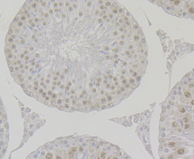 Paraformaldehyde-fixed and paraffin-embedded Rat Testis tissue incubated with BUB3 (24D1) Monoclonal Antibody (bsm-54413R) at 1:100, overnight at 4°C, followed by a conjugated secondary antibody and DAB staining. Counterstained with hematoxylin.