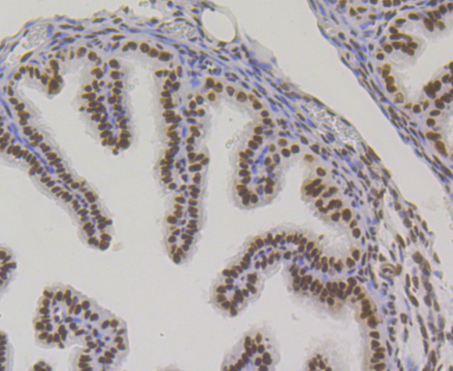 Paraformaldehyde-fixed and paraffin-embedded Mouse Fallopian tissue incubated with BUB3 (24D1) Monoclonal Antibody (bsm-54413R) at 1:100, overnight at 4°C, followed by a conjugated secondary antibody and DAB staining. Counterstained with hematoxylin.