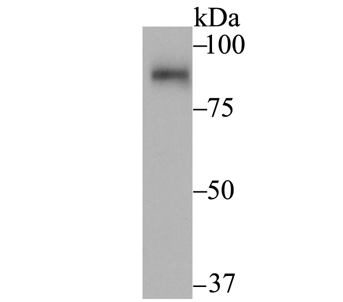 Lane 1: Rat Kidney; Probed with SUN1 (2C4) Monoclonal Antibody (bsm-54420R) at 1:2000, overnight at 4°C followed by a conjugated secondary antibody for 60 minutes at 37°C.