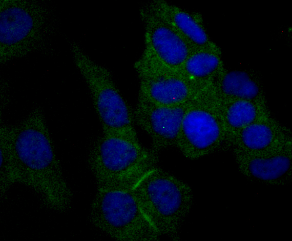 IF(ICC) staining with Nectin 2 (3G7) Monoclonal Antibody (bsm-54423R) at 1:100 in MCF-7 cells (green). The nuclear counterstain is DAPI (blue). Cells were fixed in paraformaldehyde, permeabilized with 0.25% Triton X100/PBS.