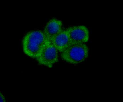 IF(ICC) staining with Nectin 2 (3G7) Monoclonal Antibody (bsm-54423R) at 1:100 in LOVO cells (green). The nuclear counterstain is DAPI (blue). Cells were fixed in paraformaldehyde, permeabilized with 0.25% Triton X100/PBS.