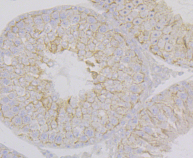 Paraformaldehyde-fixed and paraffin-embedded Rat Testis tissue incubated with Nectin 2 (3G7) Monoclonal Antibody (bsm-54423R) at 1:100, overnight at 4°C, followed by a conjugated secondary antibody and DAB staining. Counterstained with hematoxylin.