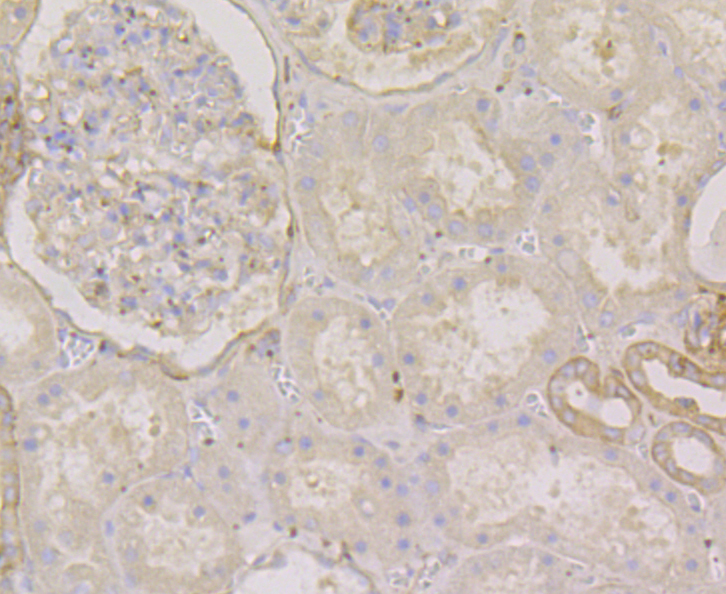 Paraformaldehyde-fixed and paraffin-embedded Human Kidney tissue incubated with Methionine Aminopeptidase 2 (2G3) Monoclonal Antibody (bsm-54425R) at 1:100, overnight at 4°C, followed by a conjugated secondary antibody and DAB staining. Counterstained with hematoxylin.