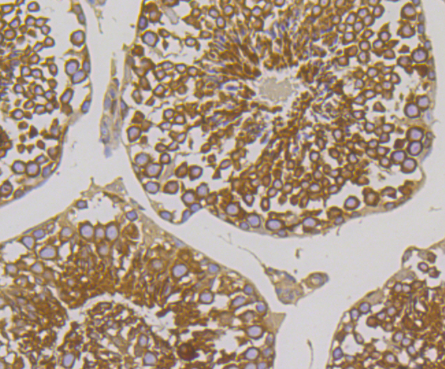 Paraformaldehyde-fixed and paraffin-embedded Mouse Testis tissue incubated with Methionine Aminopeptidase 2 (2G3) Monoclonal Antibody (bsm-54425R) at 1:100, overnight at 4°C, followed by a conjugated secondary antibody and DAB staining. Counterstained with hematoxylin.