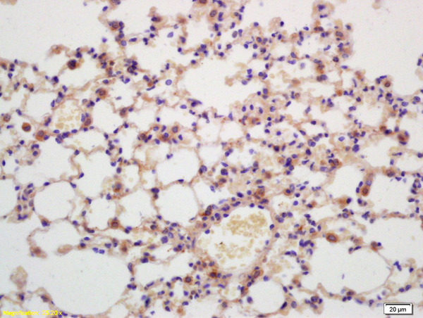 Formalin-fixed and paraffin embedded mouse lung labeled with Anti-G protein beta subunit GI Polyclonal Antibody, Unconjugated (bs-0348R) at 1:200 followed by conjugation to the secondary antibody and DAB staining