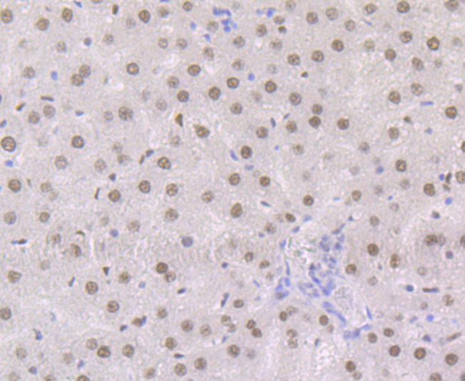 Paraformaldehyde-fixed and paraffin-embedded Rat Liver tissue incubated with Retinoid X Receptor alpha (3B5) Monoclonal Antibody (bsm-54427R) at 1:100, overnight at 4°C, followed by a conjugated secondary antibody and DAB staining. Counterstained with hematoxylin.