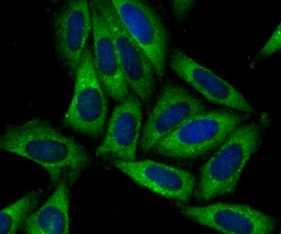 IF(ICC) staining with SNX1 (4C2) Monoclonal Antibody (bsm-54429R) at 1:100 in SiHa cells (green). The nuclear counterstain is DAPI (blue). Cells were fixed in paraformaldehyde, permeabilized with 0.25% Triton X100/PBS.