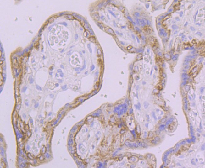 Paraformaldehyde-fixed and paraffin-embedded Human Placenta tissue incubated with FAAH (9C3) Monoclonal Antibody (bsm-54433R) at 1:100, overnight at 4°C, followed by a conjugated secondary antibody and DAB staining. Counterstained with hematoxylin.