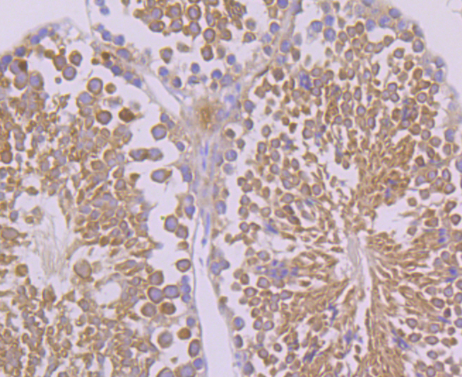 Paraformaldehyde-fixed and paraffin-embedded Mouse Testis tissue incubated with FAAH (9C3) Monoclonal Antibody (bsm-54433R) at 1:100, overnight at 4°C, followed by a conjugated secondary antibody and DAB staining. Counterstained with hematoxylin.