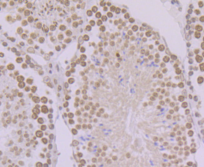 Paraformaldehyde-fixed and paraffin-embedded Mouse Testis tissue incubated with BANF1 (11H3) Monoclonal Antibody (bsm-54435R) at 1:100, overnight at 4°C, followed by a conjugated secondary antibody and DAB staining. Counterstained with hematoxylin. Paraformaldehyde-fixed and paraffin-embedded Mouse Testis tissue incubated with BANF1 (11H3) Monoclonal Antibody (bsm-54435R) at 1:100, overnight at 4°C, followed by a conjugated secondary antibody and DAB staining. Counterstained with hematoxylin.