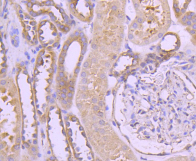 Paraformaldehyde-fixed and paraffin-embedded Human kidney tissue incubated with TRK fused gene (5C1) Monoclonal Antibody (bsm-52676R) at 1:100, overnight at 4°C, followed by a conjugated secondary antibody and DAB staining. Counterstained with hematoxylin.