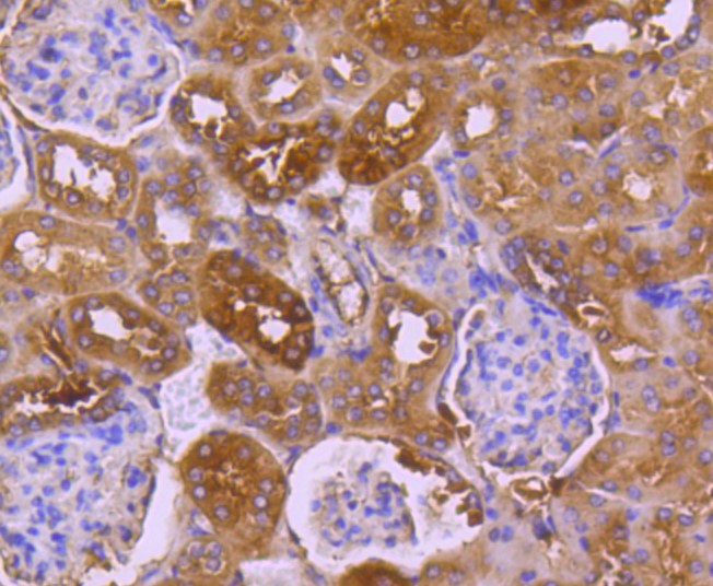 Paraformaldehyde-fixed and paraffin-embedded Mouse kidney tissue incubated with TRK fused gene (5C1) Monoclonal Antibody (bsm-52676R) at 1:100, overnight at 4°C, followed by a conjugated secondary antibody and DAB staining. Counterstained with hematoxylin.
