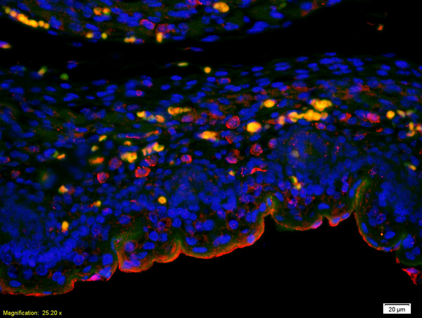 Formalin-fixed and paraffin embedded mouse embryo labeled with Anti-CCDC61 Polyclonal Antibody, Unconjugated (bs-8136R) at 1:200 followed by conjugation to the secondary antibody Goat Anti-Rabbit IgG, Cy3 conjugated(bs-0295G-Cy3) used at 1:200 dilution for 40 minutes at 37°C. DAPI(5ug/ml) was used to stain the cell nuclei