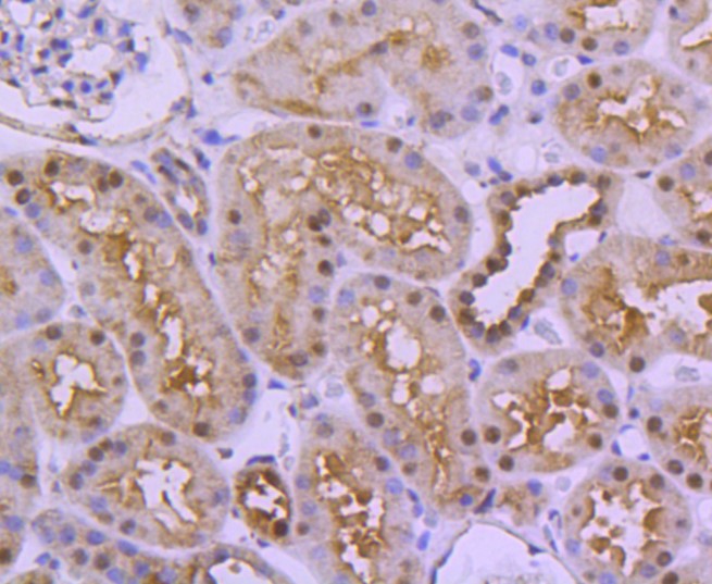 Paraformaldehyde-fixed and paraffin-embedded Human kidney tissue incubated with Ubiquitin-like modifier-activating enzyme 1 (8A4) Monoclonal Antibody (bsm-52695R) at 1:300, overnight at 4°C, followed by a conjugated secondary antibody and DAB staining. Counterstained with hematoxylin.