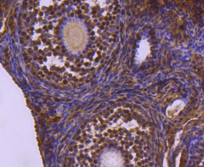 Paraformaldehyde-fixed and paraffin-embedded Mouse ovary tissue incubated with Ubiquitin-like modifier-activating enzyme 1 (8A4) Monoclonal Antibody (bsm-52695R) at 1:300, overnight at 4°C, followed by a conjugated secondary antibody and DAB staining. Counterstained with hematoxylin.