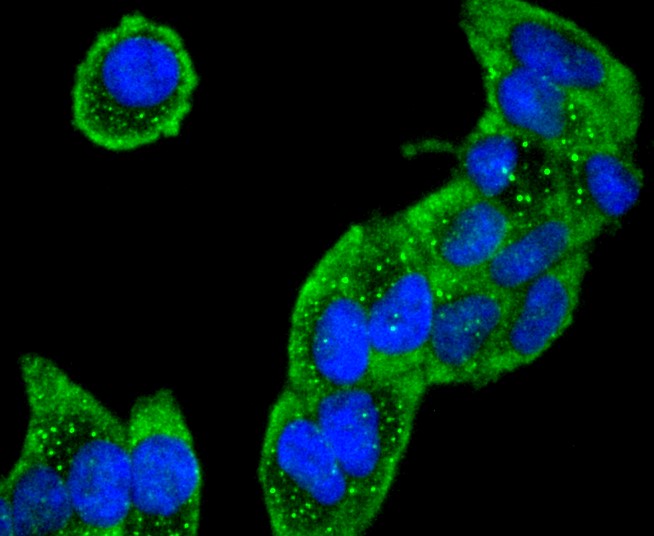 IF(ICC) staining with Collagen VI (9C1) Monoclonal Antibody (bsm-52703R) at 1:300 in HeLa cells (green). The nuclear counterstain is DAPI (blue). Cells were fixed in paraformaldehyde, permeabilized with 0.25% Triton X100/PBS.